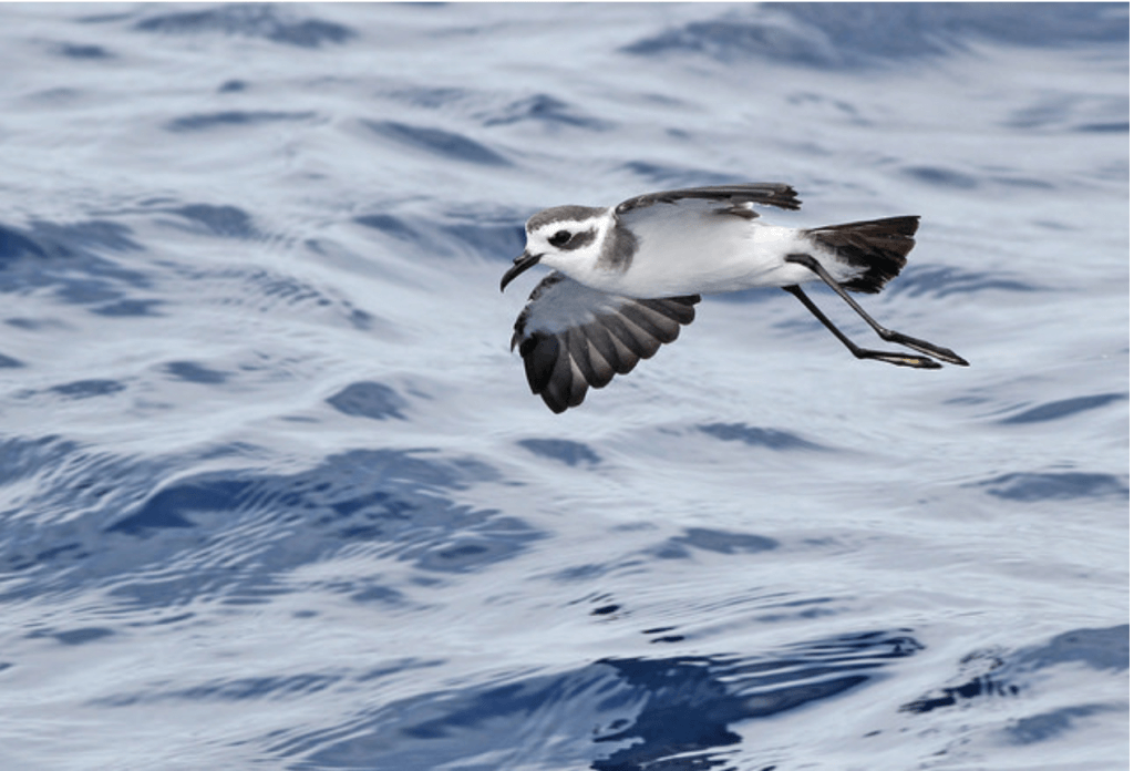 White-faced Storm-petrel by Jeremiah Trimble