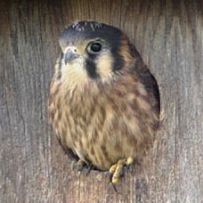 A young American Kestrel perched in a nest box on the Plum Island Turnpike in Newbury, MA.
