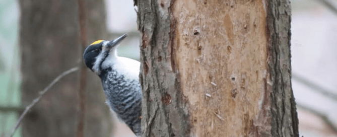 Black-backed woodpecker