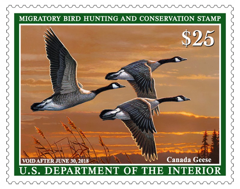 201819 FEDERAL DUCK STAMPS ON SALE NOW! Brookline Bird Club