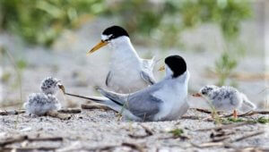 Least Terns