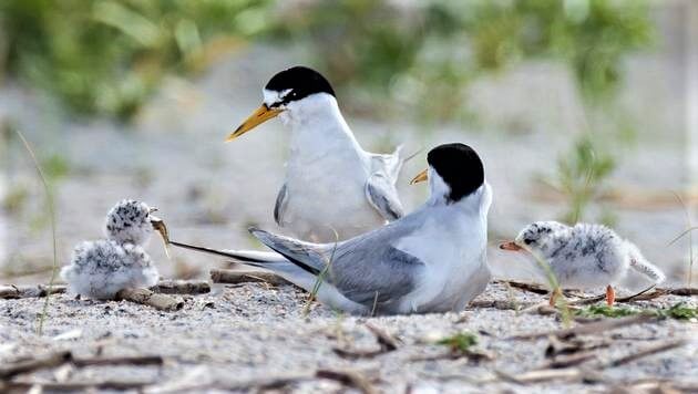 Least Terns
