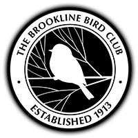 Brookline Bird Club Logo