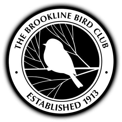 Brookline Bird Club (BBC)