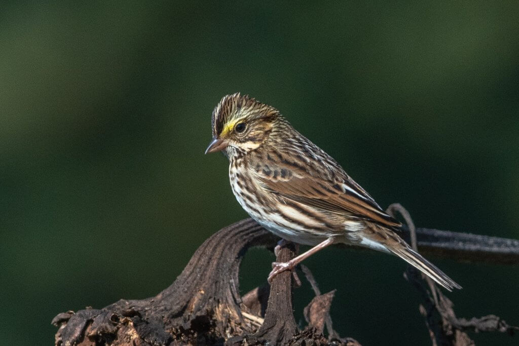 Savannah Sparrow