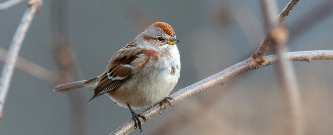 Chipping Sparrow