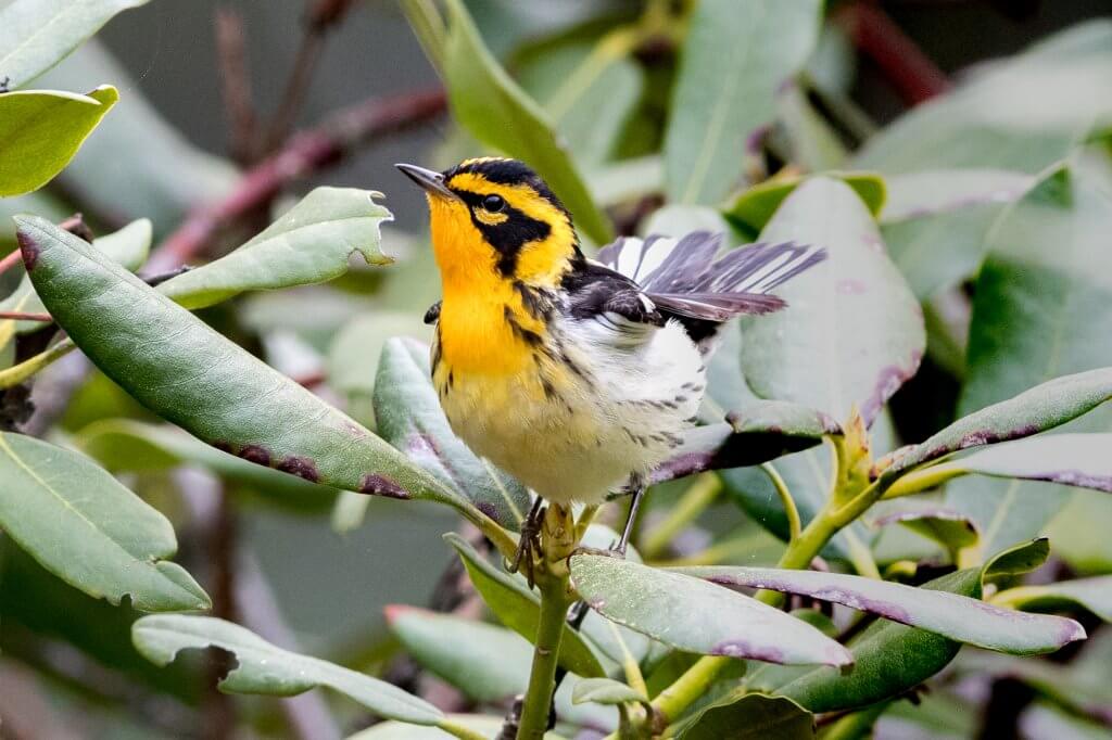 Blackburnian Warbler at Mt Auburn Cemetery