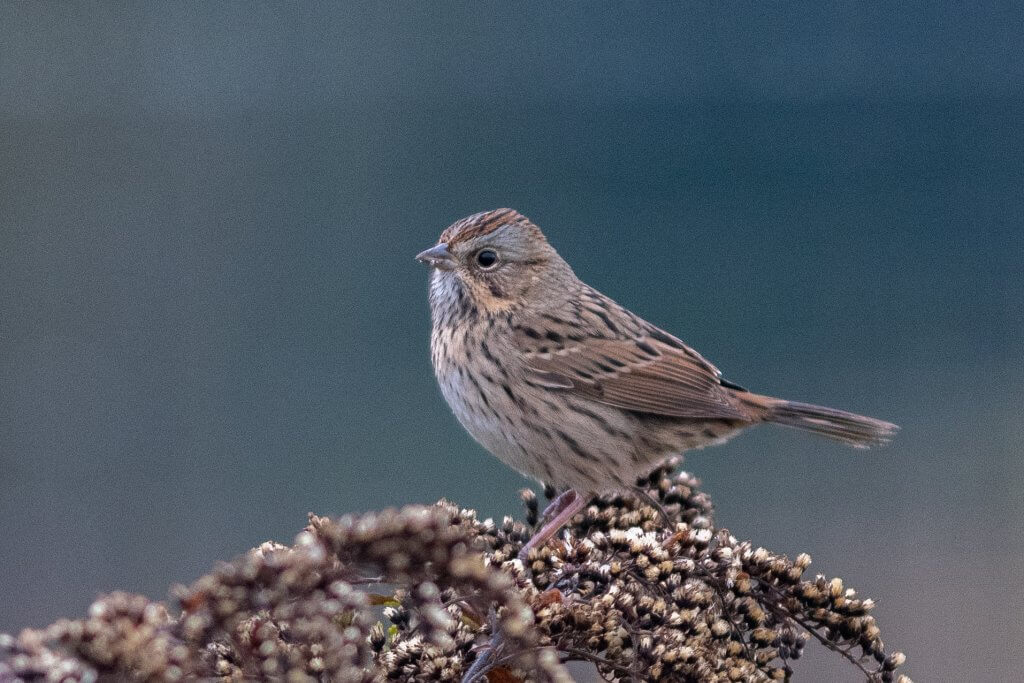 Lincoln's Sparrow
