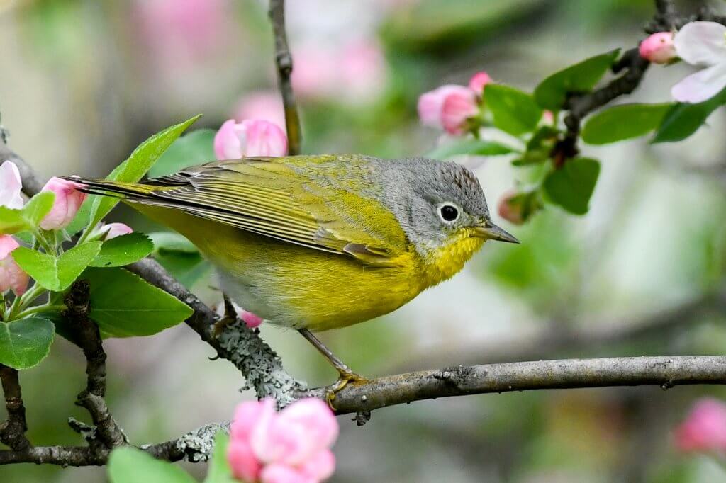 Nashville Warbler at Mt. Auburn Cemetery