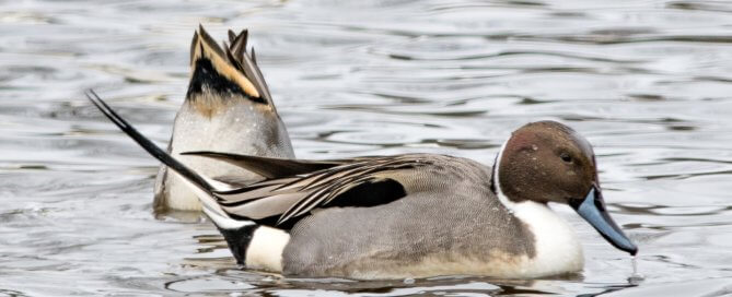 Pintails at Hagar Pond