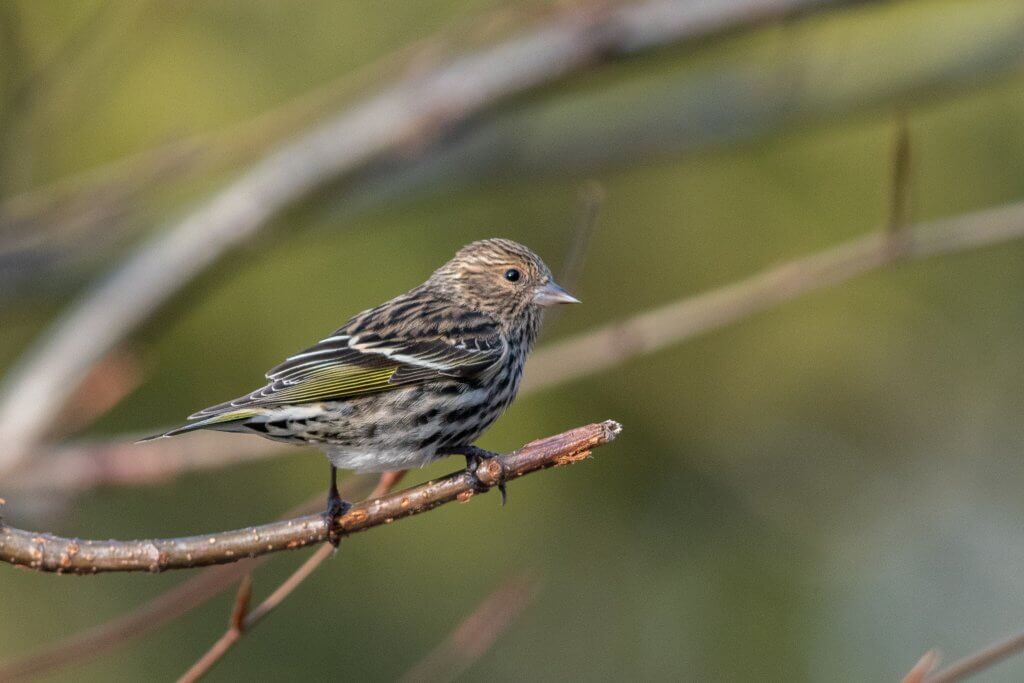 Pine Siskin