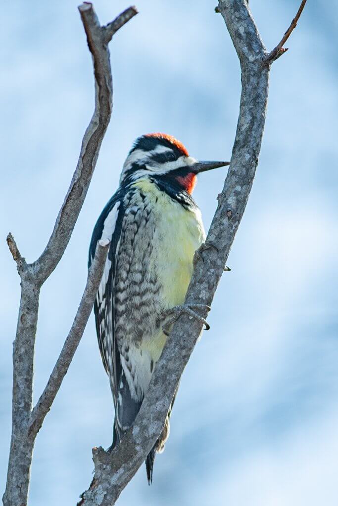 Yellow Bellied Sapsucker