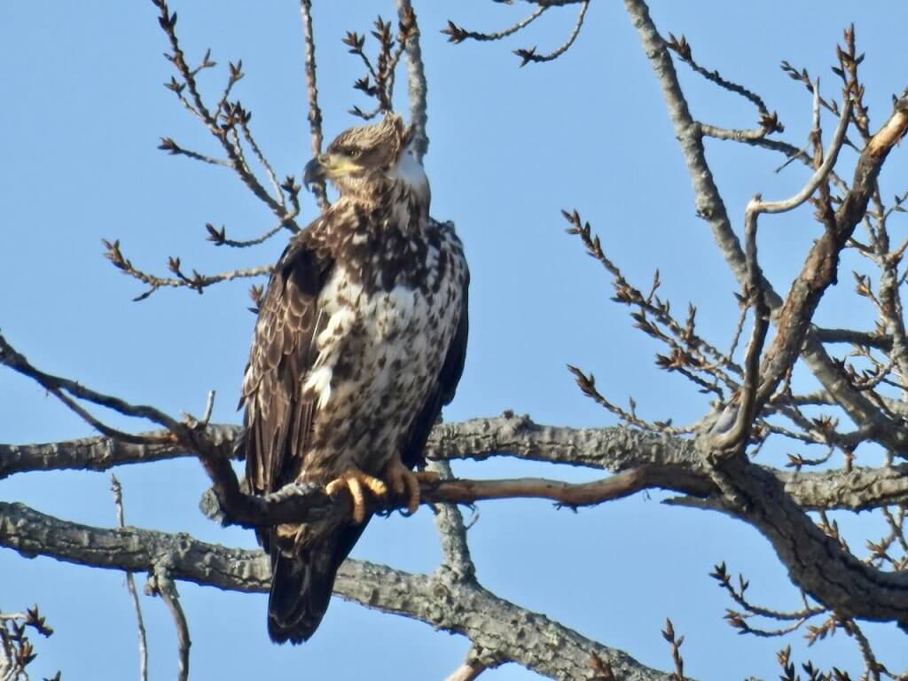 Immature Bald Eagle