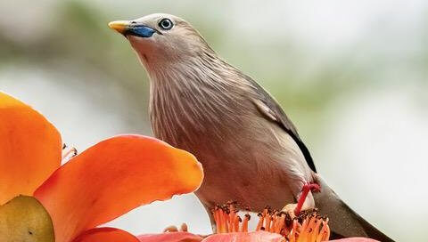 Chestnut-tailed Starling, photo by Jared Keyes