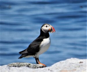 Atlantic Puffin