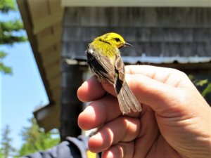 Warbler being banded