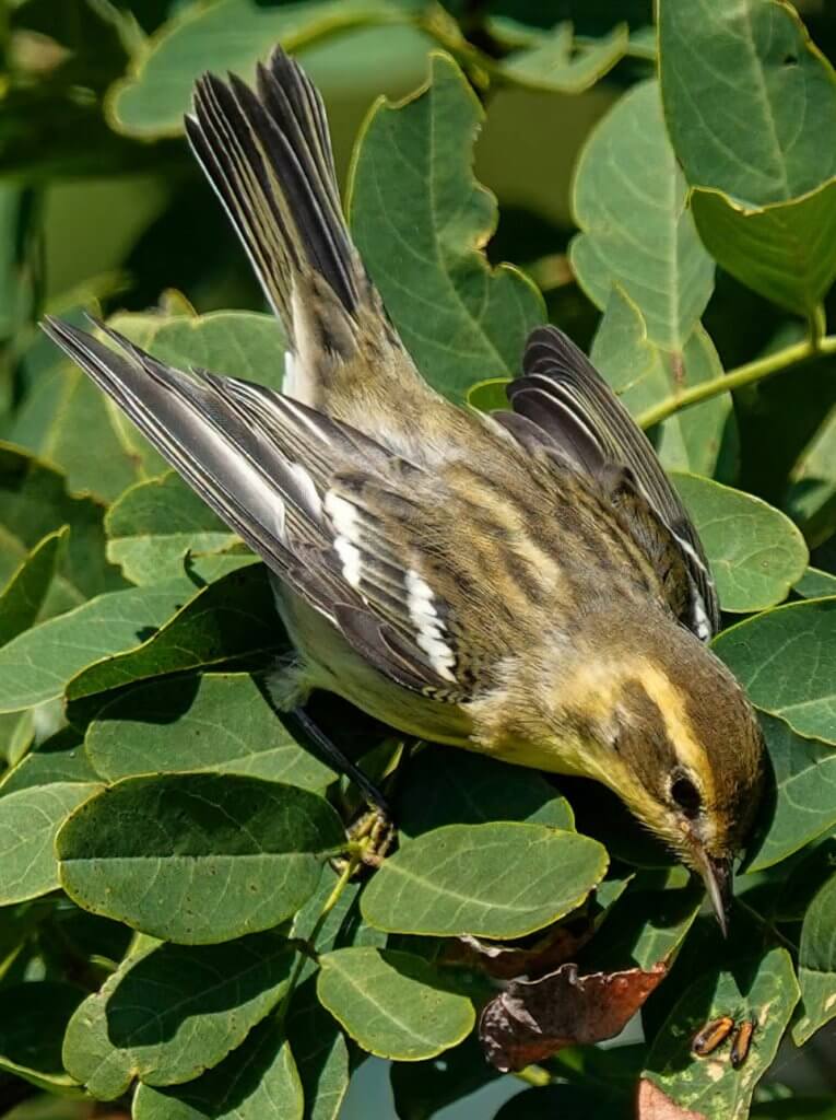 Fall Blackburnian Warbler