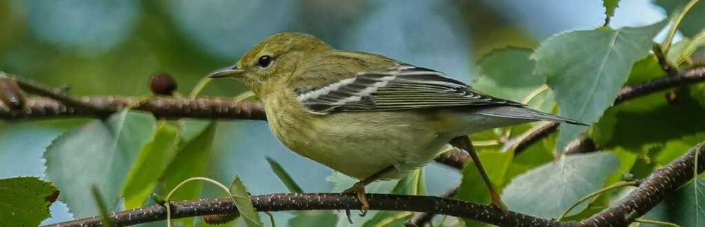 Fall Blackpoll Warbler
