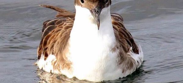 Great Shearwater