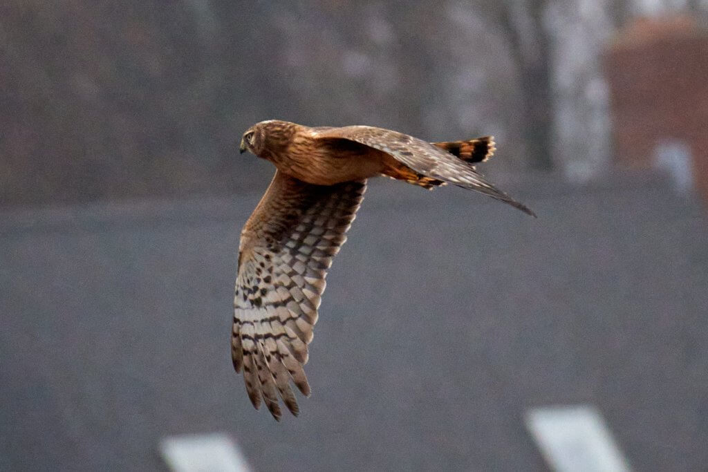 Northern Harrier