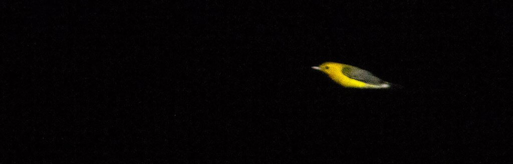 Prothonotary Warbler by Jason