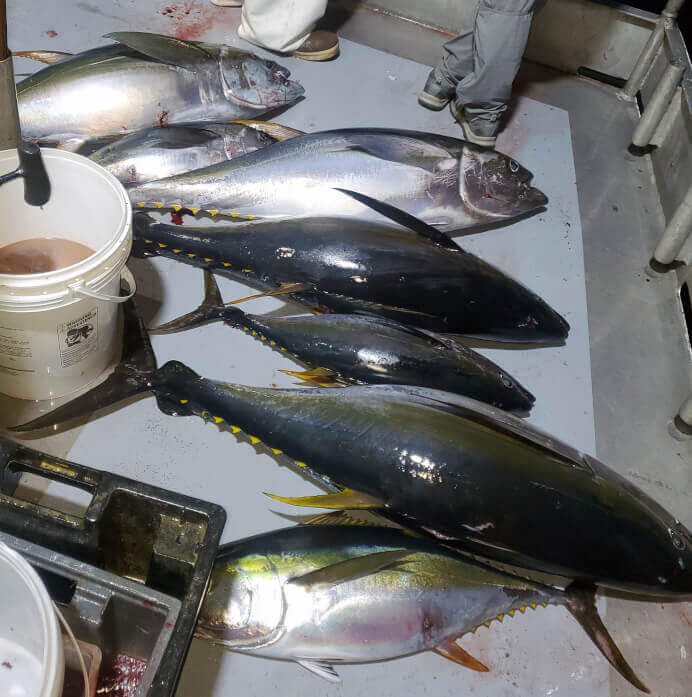 Yellowfin Tuna by Steve Mirick Yellowfin Tuna by Steve Mirick