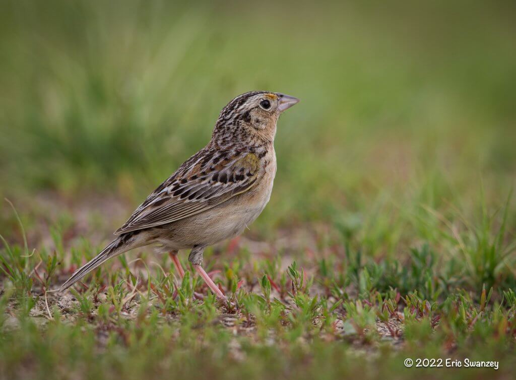 Grasshopper Sparrow 