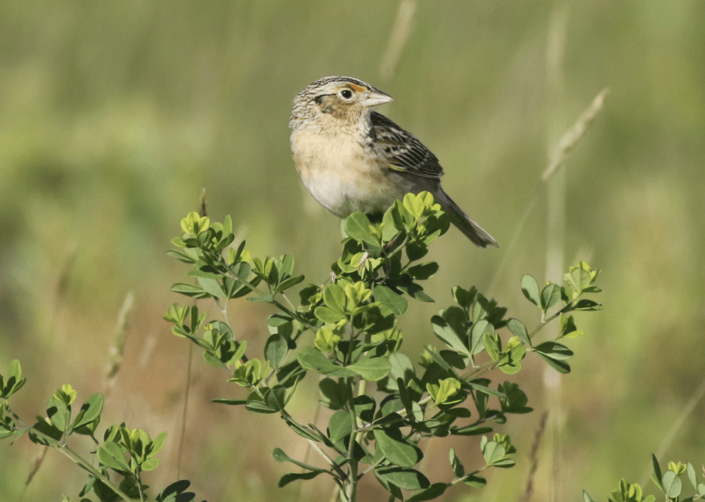 Grasshopper Sparrow