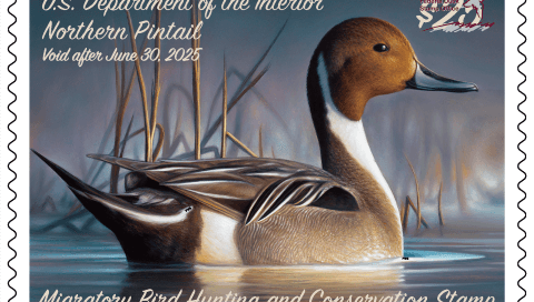2024 to 2025 Duck stamp