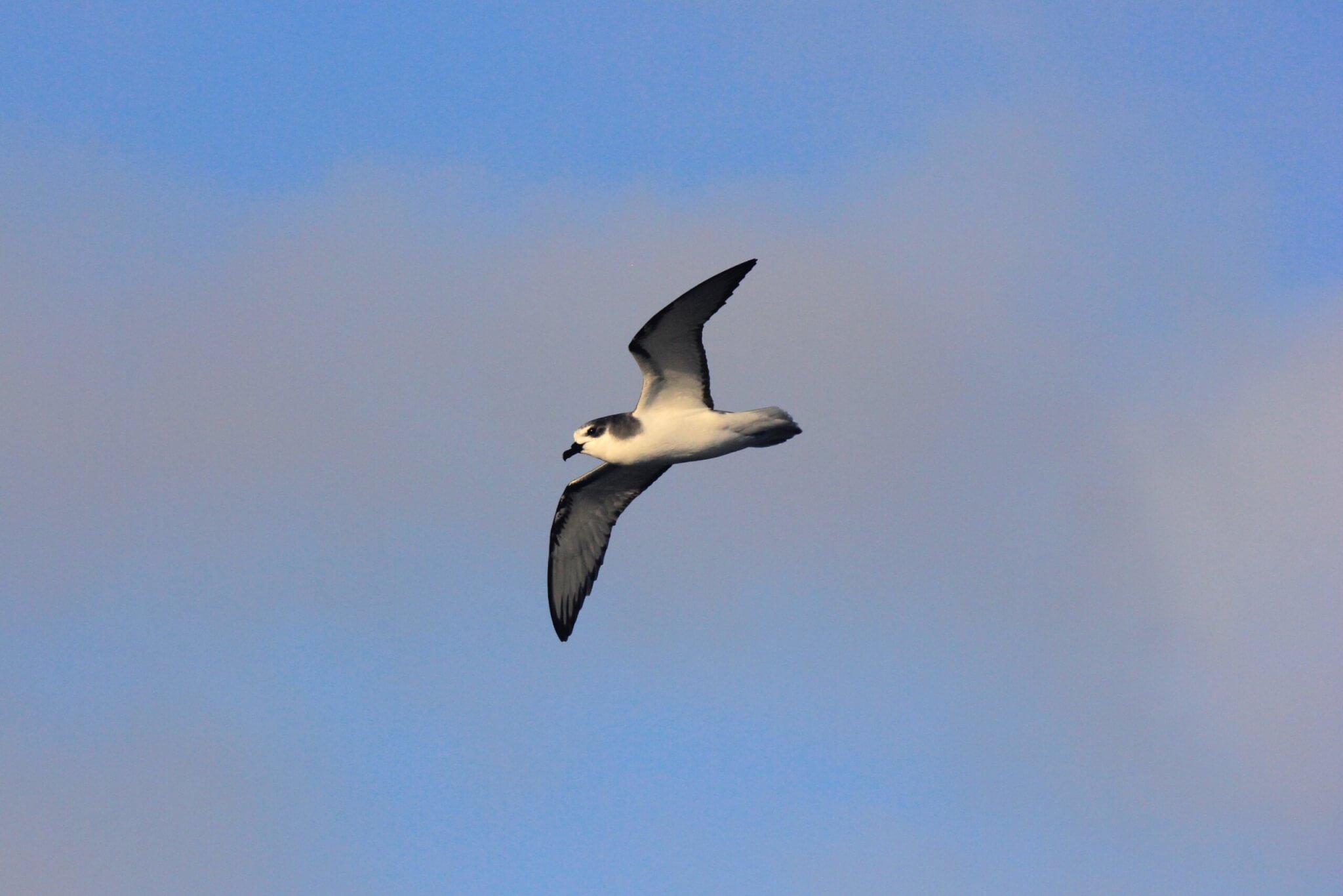 Masatierra Petrel