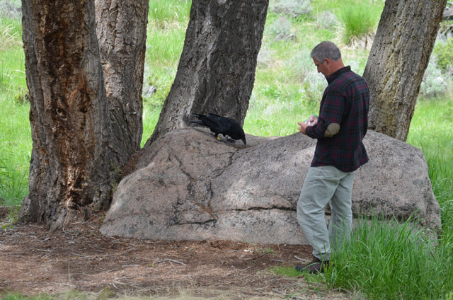 John Marzluff and a Raven