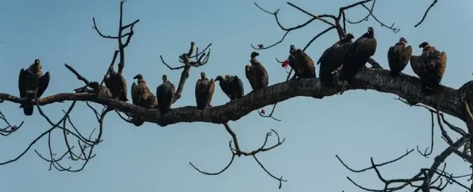 Indian Vultures