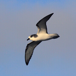 Pelagic Bird Image
