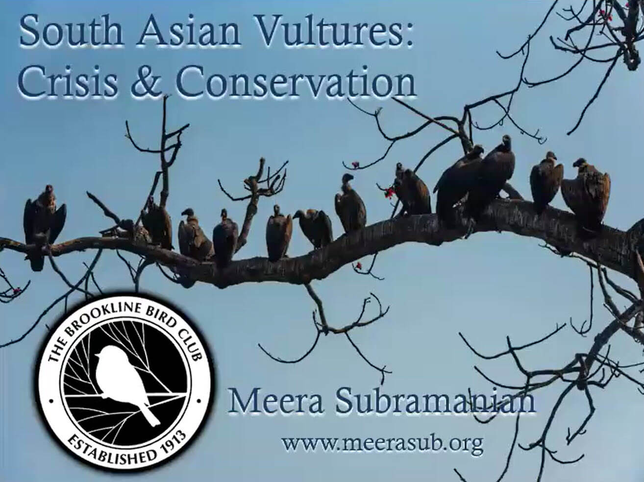 South Asian Vultures: Crisis & Conservation