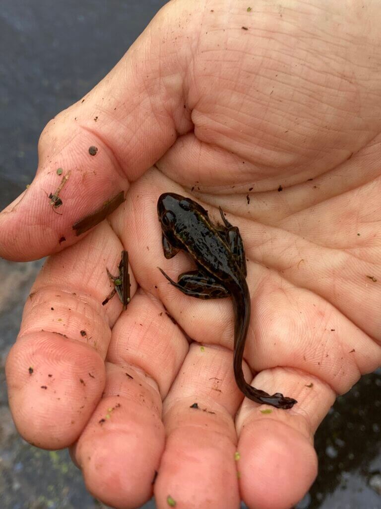 Leopard froglet