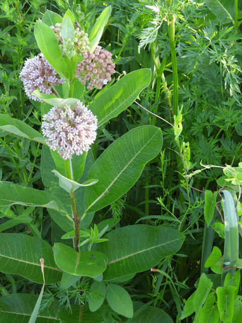 Milkweed in bloom