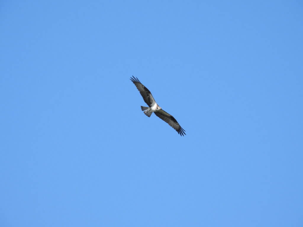 Osprey soaring