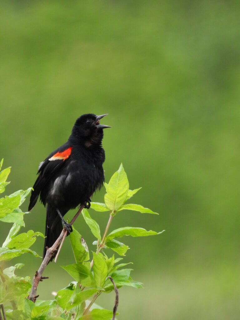 Red Winged Blackbird