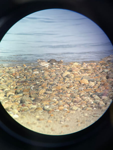 Digiscope of Black Bellied Plovers