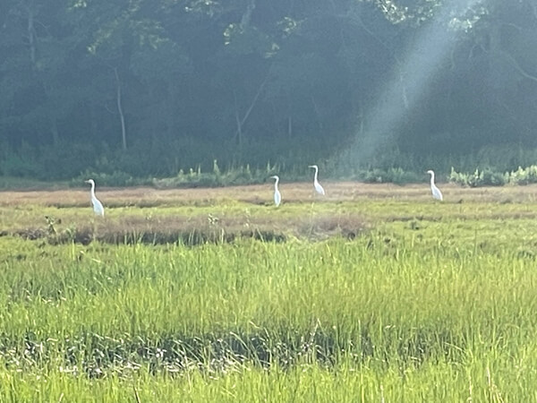 Great egrets in marsh