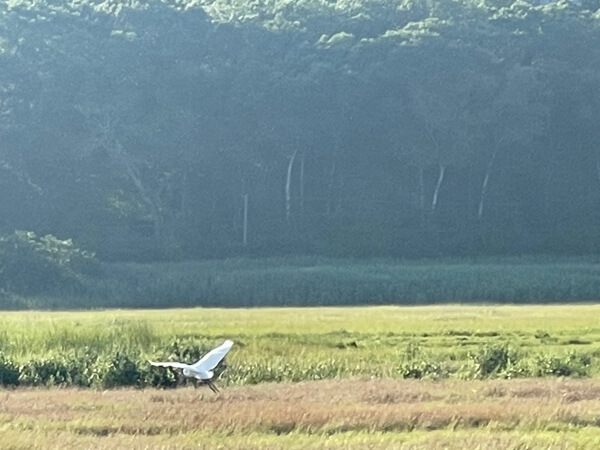 Great egret in flight