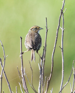 Saltmarsh Sparrow