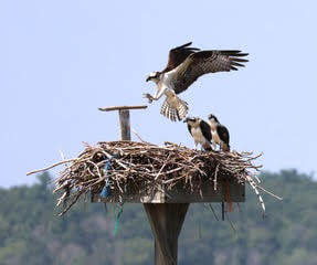 Osprey family on nest