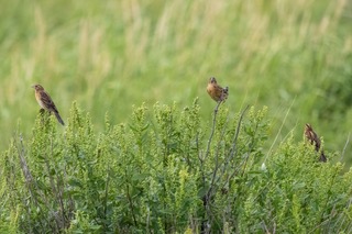 Bobolinks in Parker River Marshes
