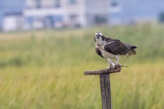 Osprey in Parker River marshes.