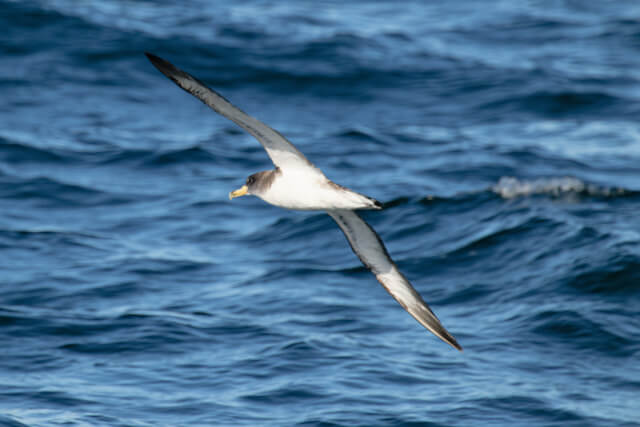 Cory's Shearwater by Mark Hibbard