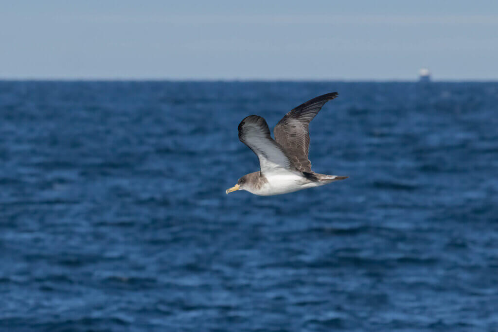 Corys Shearwater by Richard Kosian