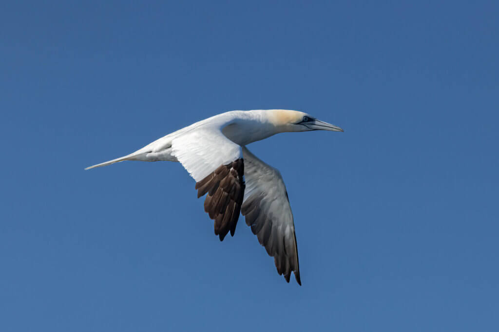 Gannet by Richard Kosian