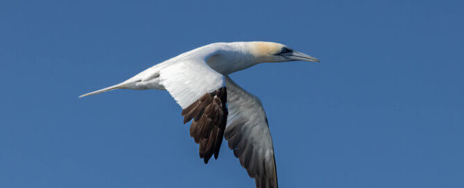 Northern Gannet