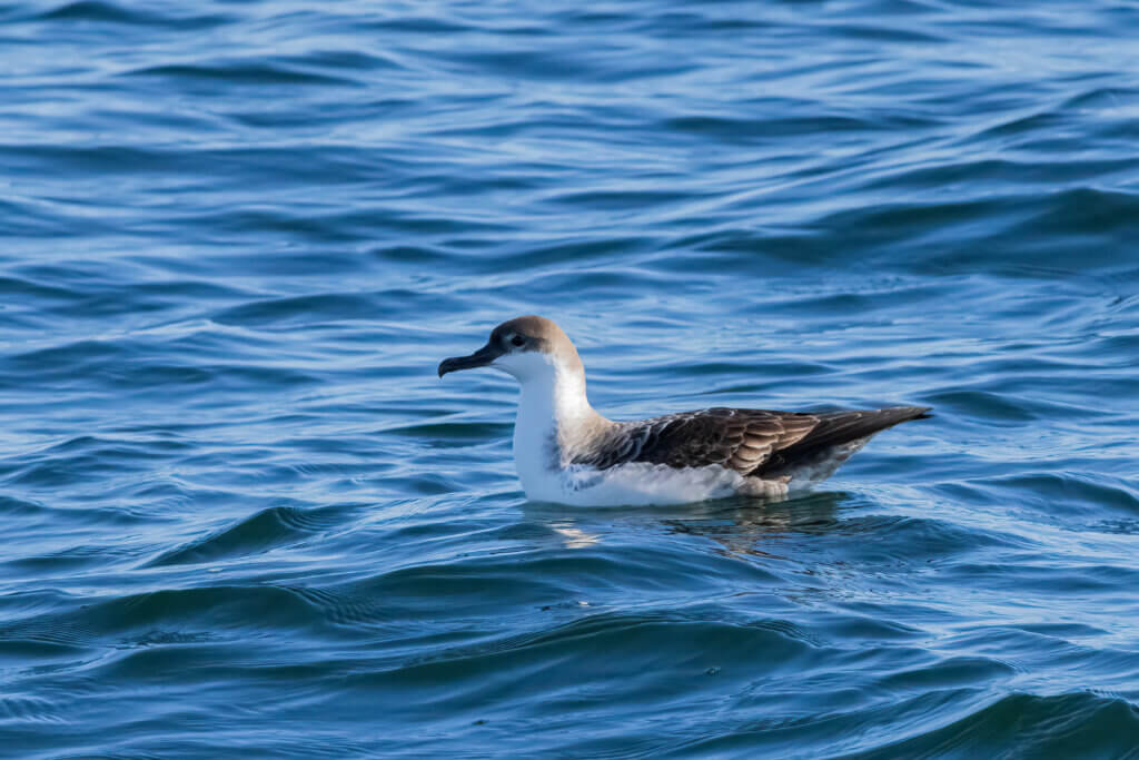 Great Shearwater by Richard Kosian